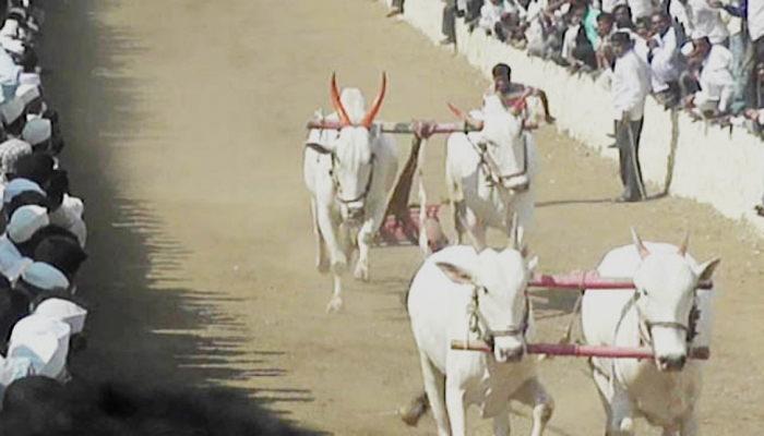 बैलगाडा शर्यती सुरु होण्याचा मार्ग मोकळा; विधानसभेत विधेयकाला मंजूरी बैलगाडा शर्यती सुरु होण्याचा मार्ग मोकळा; विधानसभेत विधेयकाला मंजूरी