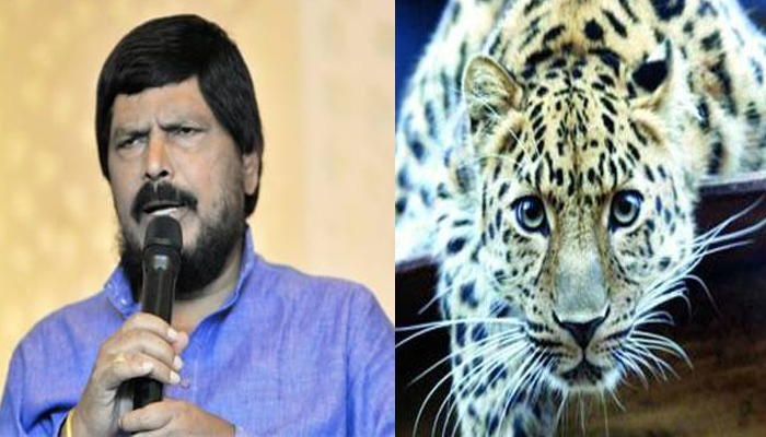 रामदास आठवले बिबट्याचे पालक !