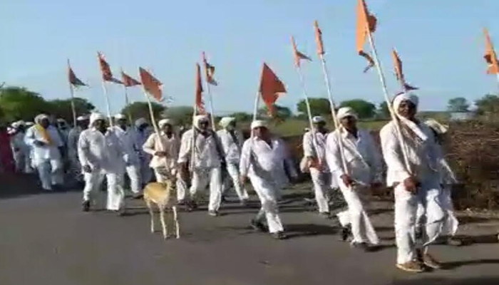 हरीण निघाले पंढरीच्या वारीला…