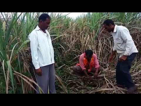सोलापुरातील ऊस उत्पादक शेतकरी मोठ्या संकटात, सरकारकडे मदतीची मागणी ! VIDEO